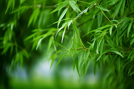 新鲜翠绿的竹子图片