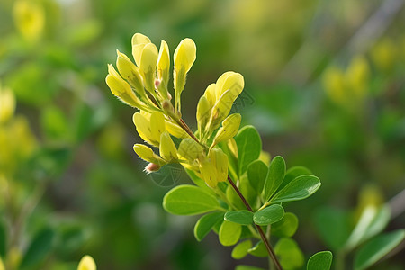 绿色植物羽扇豆科高清图片