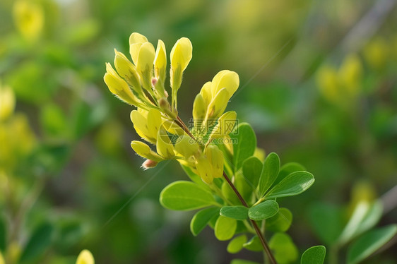 绿色植物图片