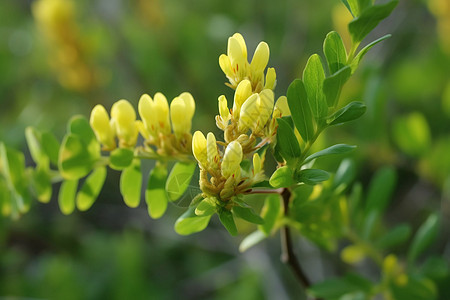 黄色豆科植物图片