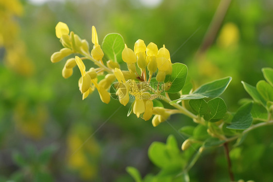 黄色植物图片