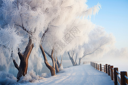 白雪皑皑的雾凇景观高清图片