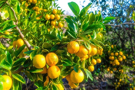 农场成熟的橘子果树图片