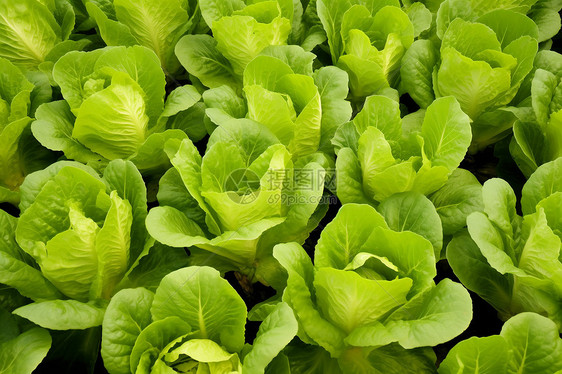 温室种植有机蔬菜图片