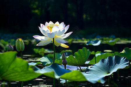 清风高洁的莲花背景图片