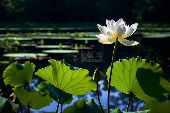 荷花池莲花图片