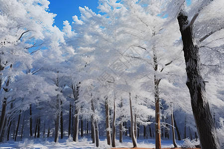 塞罕坝冬天的人工林图片