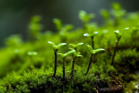 在苔藓上发芽的植物图片