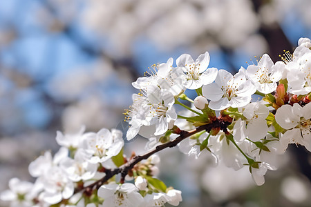 白色樱花树盛开的樱花树背景