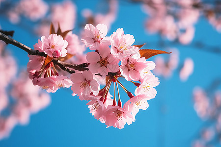 美丽的粉红色樱花图片