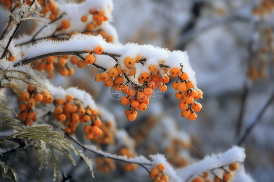 沙棘枝和雪图片