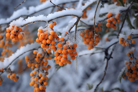 冬天树枝上的沙棘和雪图片