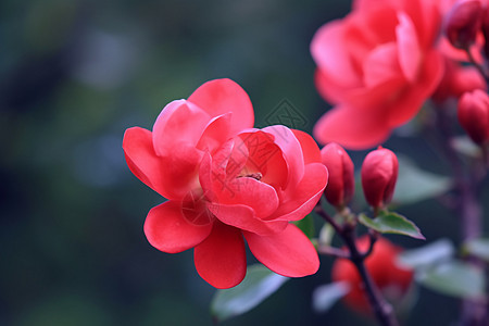 春天绽放的红花图片