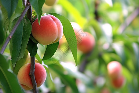 果园枝头成熟的油桃图片