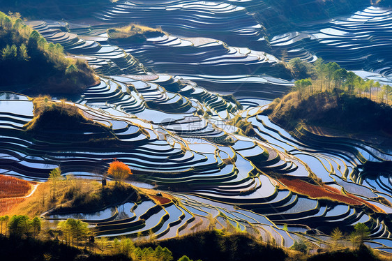 自然景观中的种植梯田图片