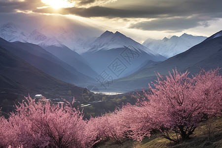 桃花盛开的山谷图片