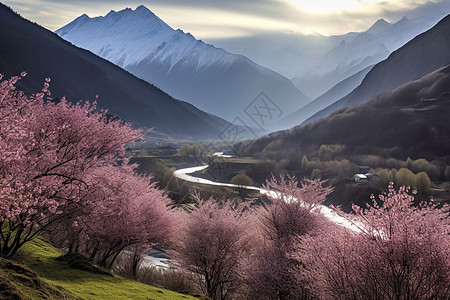 春天林芝山谷图片