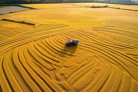 秋天的金黄稻田图片