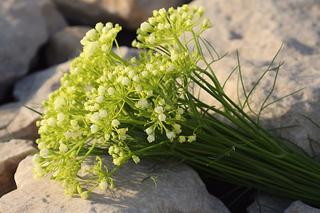 海茴香花图片