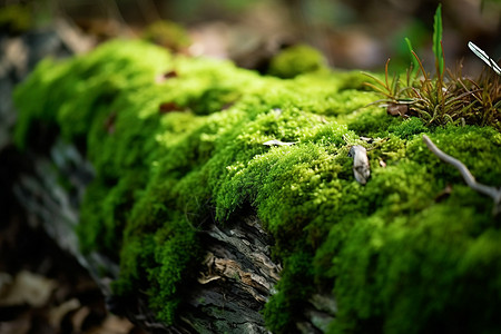 户外植物苔藓背景图片