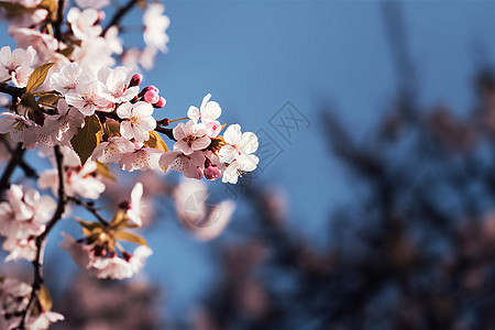 樱花盛开的特写镜头图片