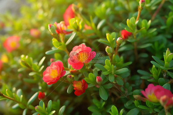 早晨花园里的马齿苋花，图片