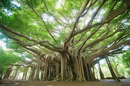 Chinese Banyan Tree