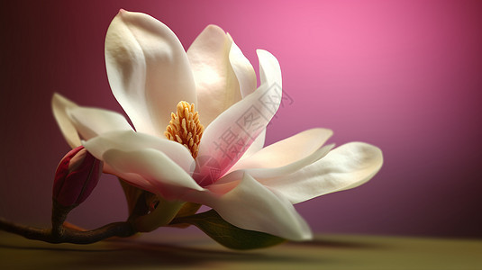 美丽盛开的木兰花图片