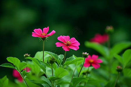 美丽的格桑花图片