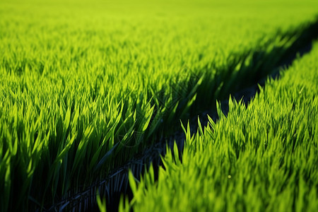 嫩绿色的稻田图片