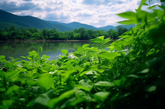 户外绿植图片