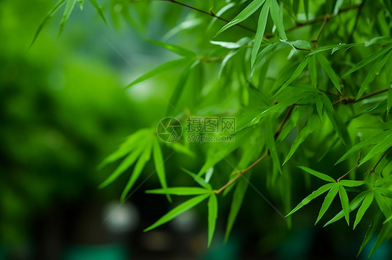 绿色的竹子图片