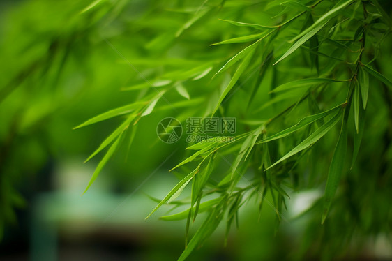 竹枝绿叶图片