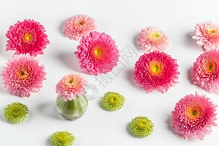 粉红色非洲菊的特写镜头图片