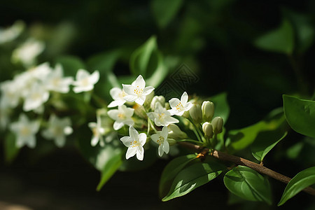 绽放的白色茉莉花图片