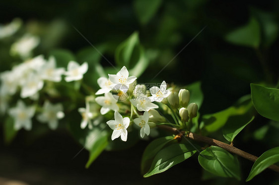 绽放的白色茉莉花图片