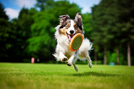 牧羊犬在玩飞盘图片