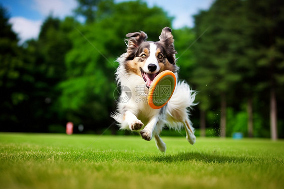 牧羊犬在玩飞盘图片