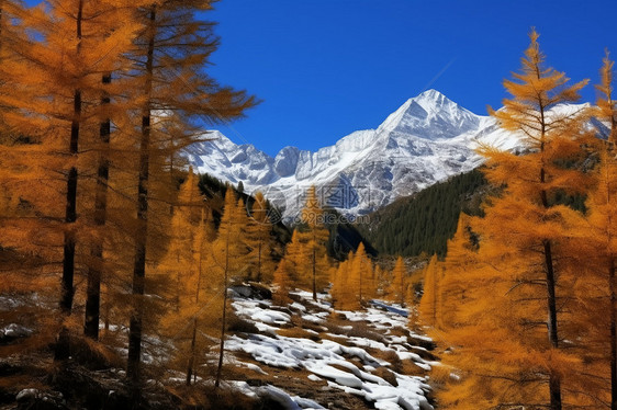 一群红杉种在雪地旁的山旁图片