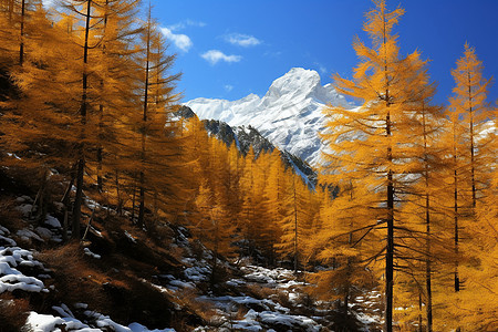 秋天的红杉和雪山图片