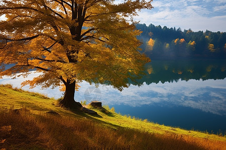 秋天的景色背景图片