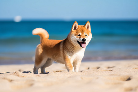 海滩上的小狗背景图片