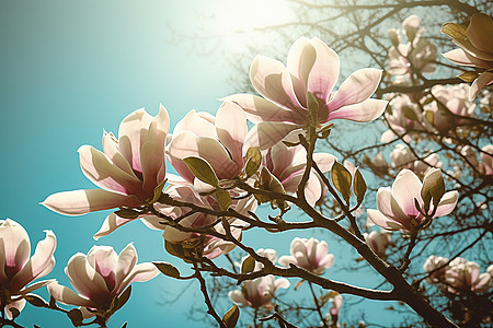 粉白色的木兰树花朵图片