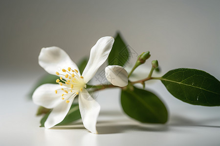 白色茉莉花图片