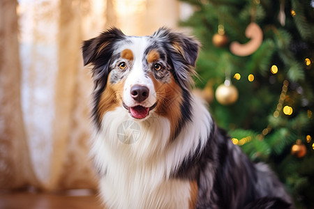 站在圣诞树旁的牧羊犬图片