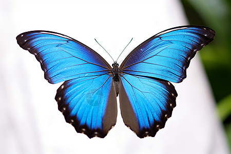 蓝色翅膀的蝴蝶图片