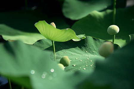 水珠特写夏季荷花花苞背景