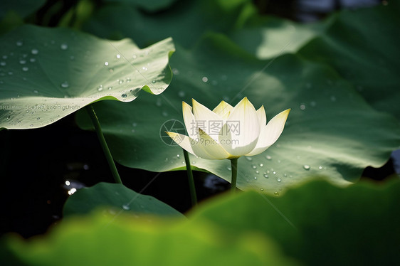 白色夏季荷花图片