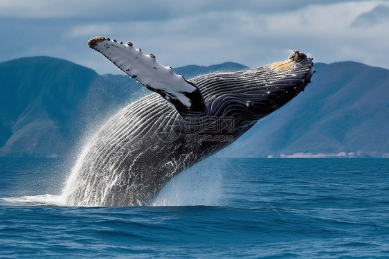 巨大的座头鲸图片