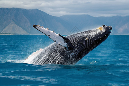 水面上跃起的座头鲸图片